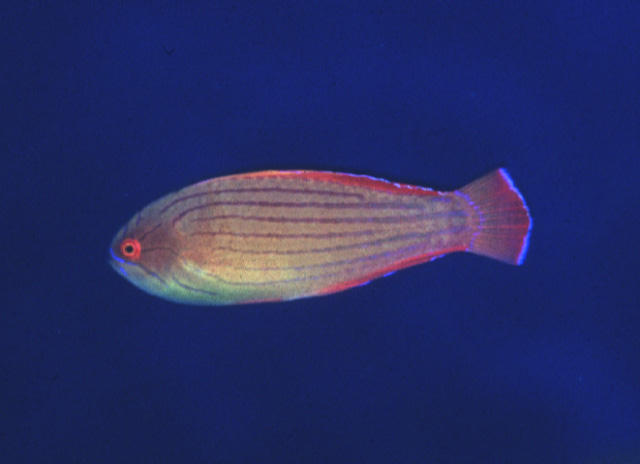 Paracheilinus octotaenia